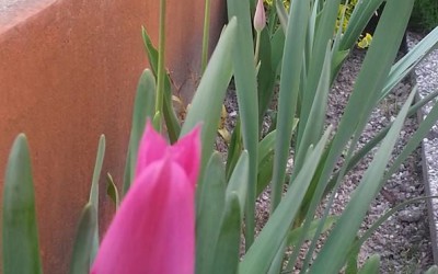 tulipani