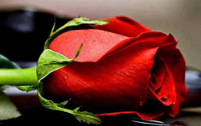 Una rosa rossa è per sempre…