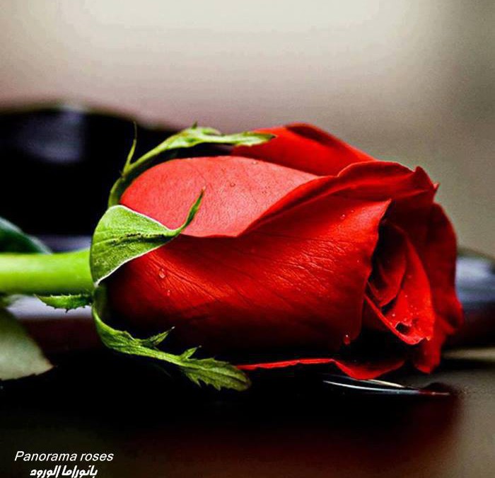 Una rosa rossa è per sempre…
