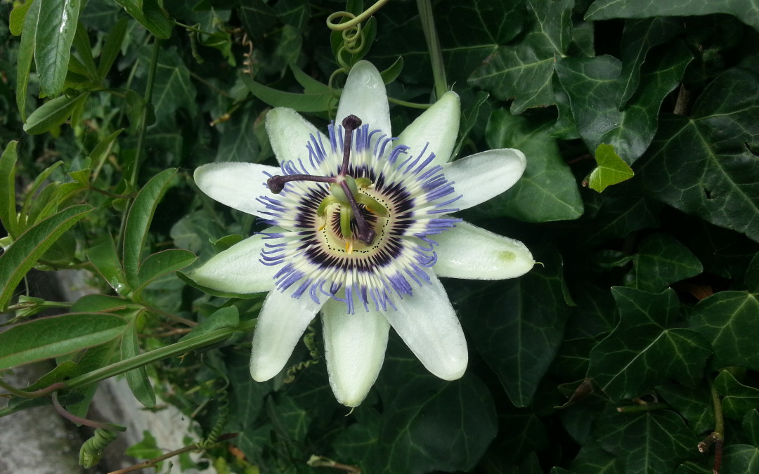 Passiflora per i fiori