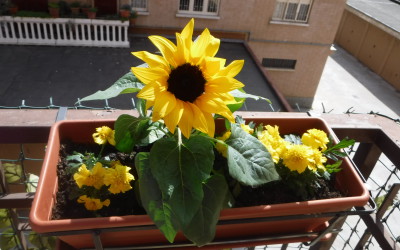 Girasole