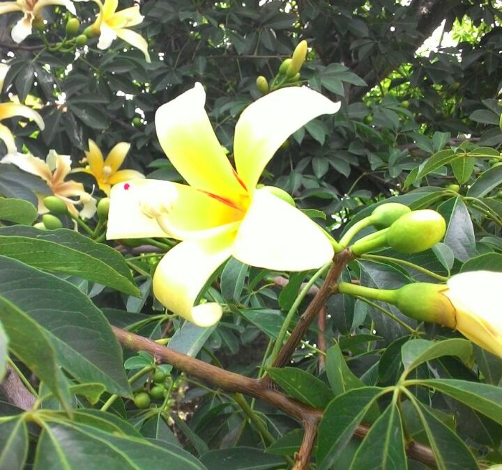 Un fiore nel verde