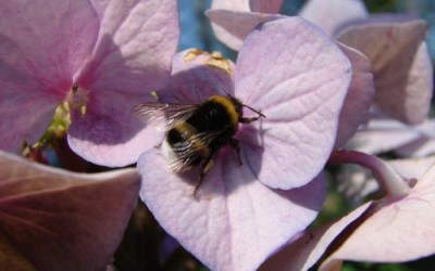 ape su pianta fiorita
