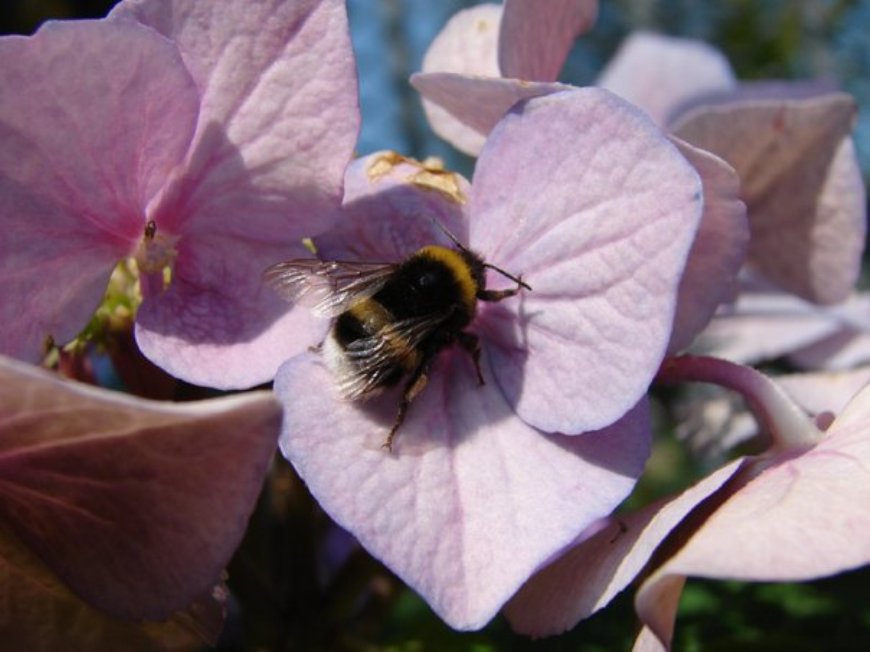 ape su pianta fiorita
