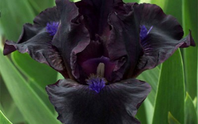 Black Iris