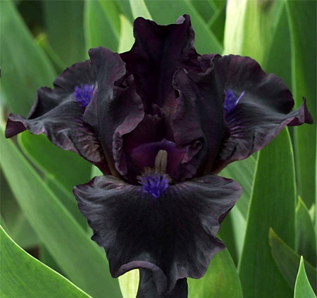 Black Iris