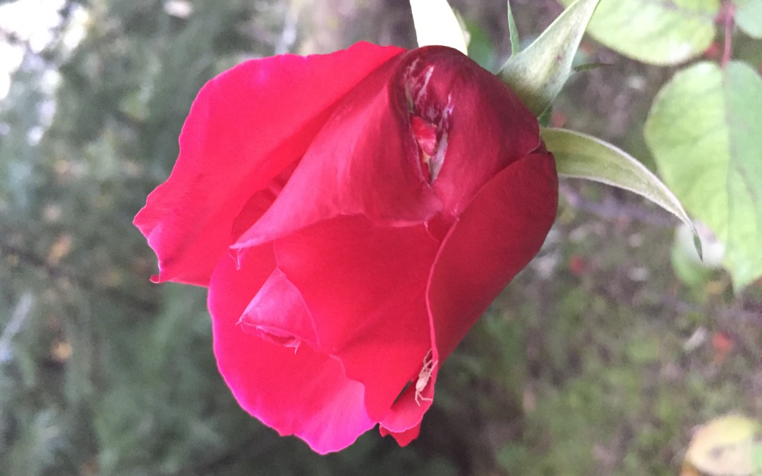 Una rosa rossa