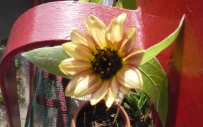 girasole