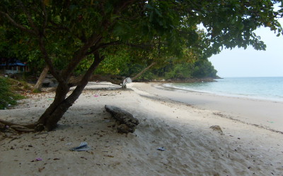 Albero in riva al mare