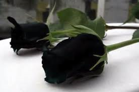 La rosa nera di Halfeti……..