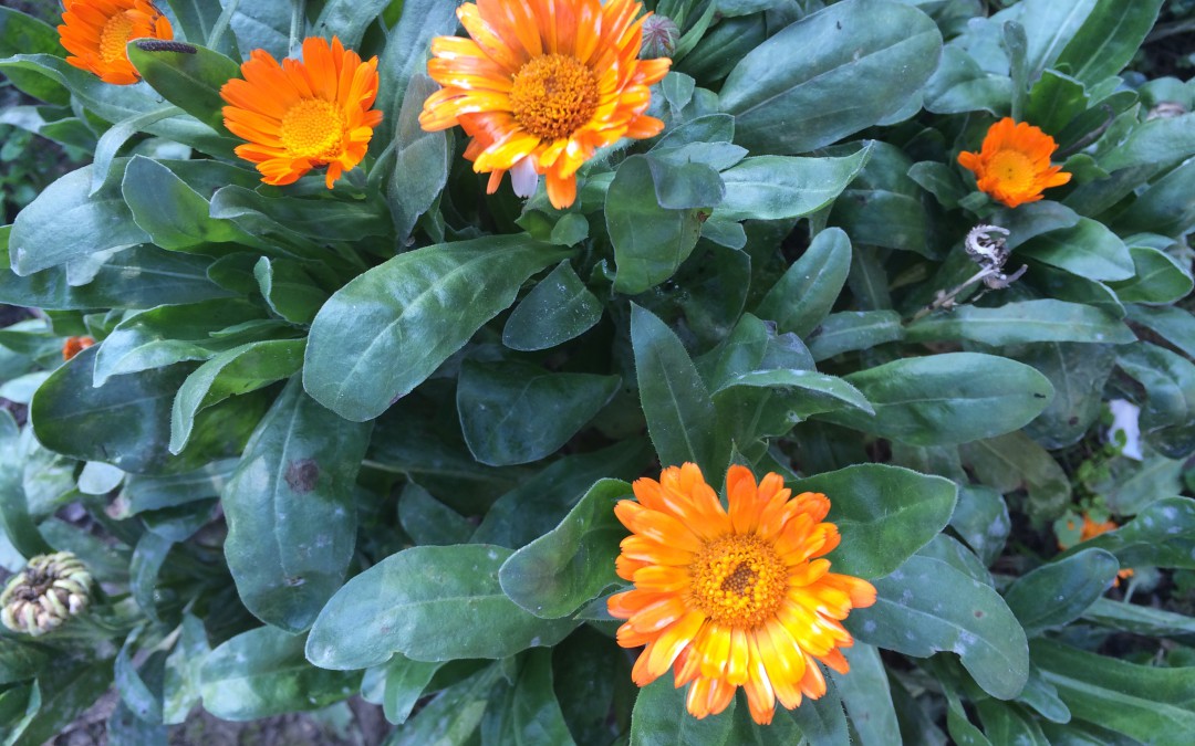 Calendula..