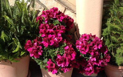 Esplosioni di colore