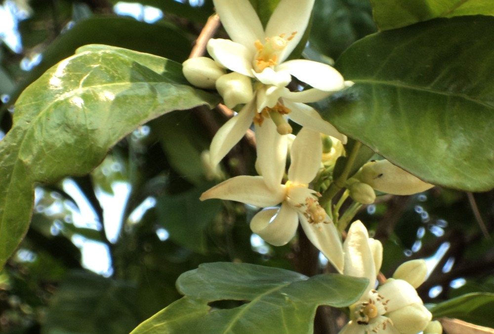 Profumo di Sicilia