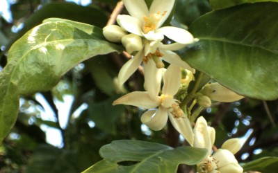 Profumo di Sicilia