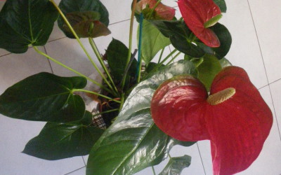 ante-anthurium