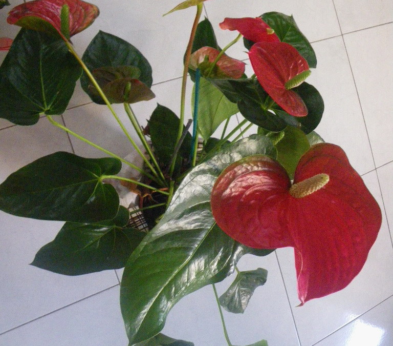 ante-anthurium