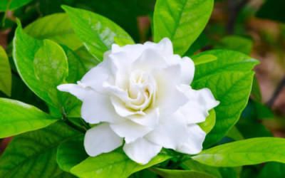 Candore di gardenia