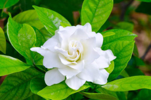 Candore di gardenia