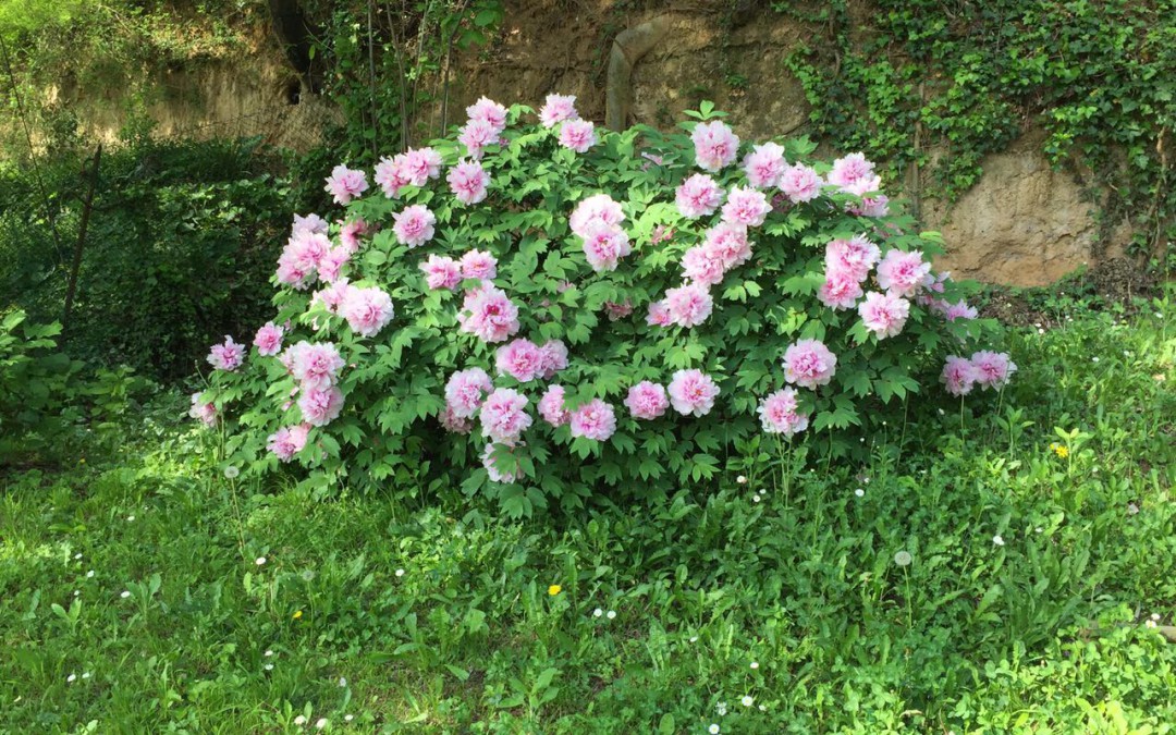 E’ arrivata la primavera