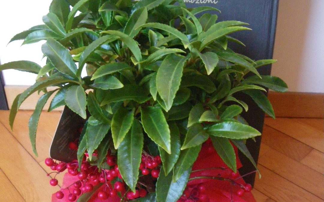 Ardente Ardisia