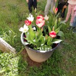 A primavera sbocciano i tulipani